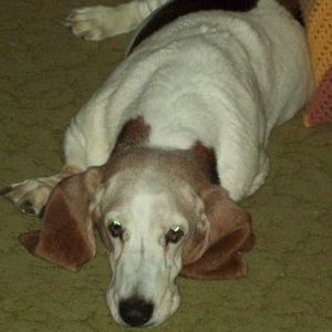 Meet your Posher, Shannon